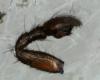 Zelotinae inconnu